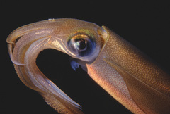 Sepioteuthis australis