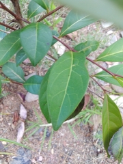 Glochidion ferdinandi