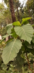 Hymenodictyon