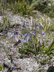 Comesperma calymega