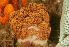 Dendronephthya australis