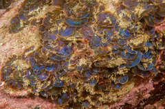 Distromium flabellatum