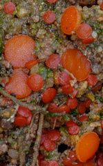 Scutellinia uliginosa