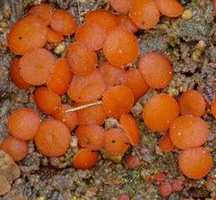 Scutellinia uliginosa