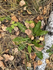 Viola gmeliniana