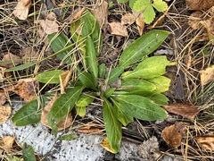 Viola gmeliniana