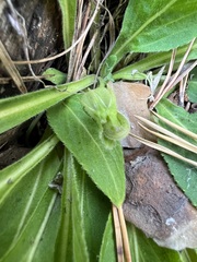 Viola gmeliniana
