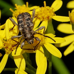 Pempsamacra dispersa