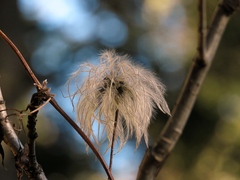 Clematis alpina sibirica