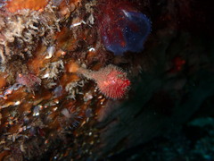 Boltenia villosa
