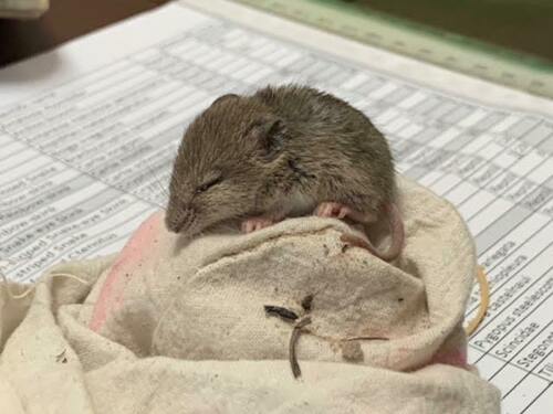 Northern Short-tailed Mouse (Leggadina lakedownensis) — Least Concern Mammalia
