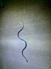 Stegonotus australis