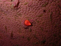 Cnemidocarpa finmarkiensis