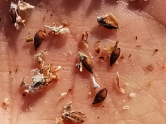 Anthyllis barba-jovis