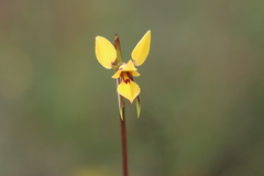 Diuris brevifolia