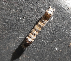 Coenotoca subaspersa