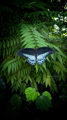 Papilio polymnestor