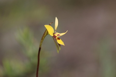 Diuris brevifolia