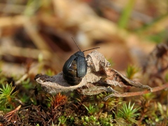 Galeruca laticollis