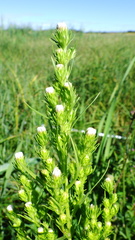 Symphyotrichum ciliatum