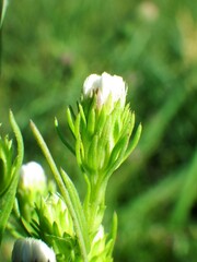 Symphyotrichum ciliatum