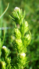 Symphyotrichum ciliatum
