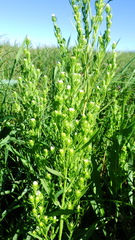 Symphyotrichum ciliatum