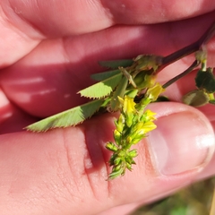 Melilotus officinalis