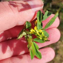 Melilotus officinalis