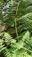 Dennstaedtia scandens