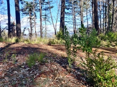 Arctostaphylos andersonii