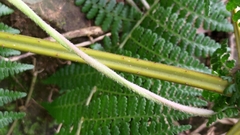 Dennstaedtia scandens