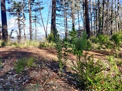 Arctostaphylos andersonii