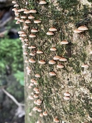 Chaetocalathus cocciformis