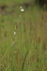 Thelymitra albiflora
