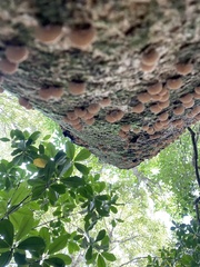 Chaetocalathus cocciformis