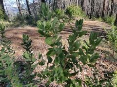 Arctostaphylos andersonii