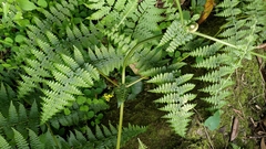 Dennstaedtia scandens