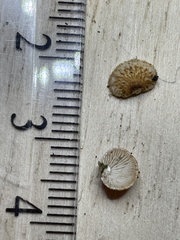 Chaetocalathus cocciformis