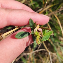 Melilotus officinalis