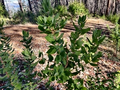 Arctostaphylos andersonii