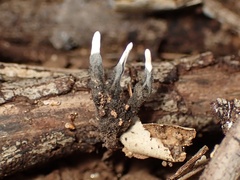 Xylaria hypoxylon