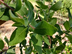 Arctostaphylos andersonii