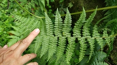 Dennstaedtia scandens