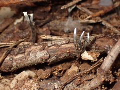 Xylaria hypoxylon