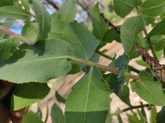Arctostaphylos andersonii