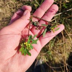 Melilotus officinalis