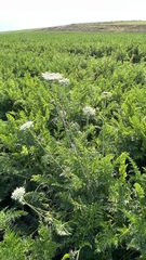 Daucus carota sativus