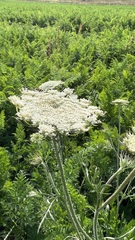 Daucus carota sativus