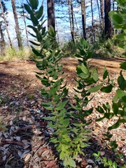 Arctostaphylos andersonii